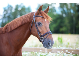 Bridle New Classic flash noseband dark brown