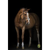 Bridle New Mexican fig. 8 noseband nut brown