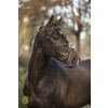 Bridon  New Pro  - boucles laiton