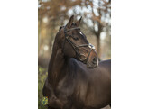Bridon  New Pro  - boucles laiton