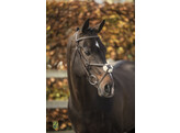 Bridle  New Pro  - ss buckles