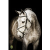 Bridle  New Pro  - ss buckles