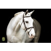 Bridle New Pro - ss buckles