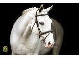 Bridle New Pro - ss buckles