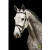 Bridle New Pro - ss buckles