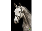 Bridle New Pro - ss buckles