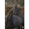 Bridle  New Pro  drop noseband - ss buckles