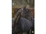 Bridle  New Pro  drop noseband - ss buckles
