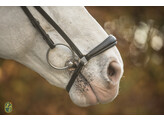 Bridle  New Pro  drop noseband - ss buckles