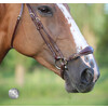 Drop noseband