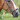 Pro Selected Drop noseband - CS austrailian nut