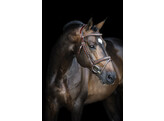 Bridle LEGENDARY