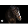 Bridon JACKSON - CS chocolate