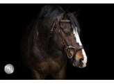 Bridon JACKSON - CS chocolate