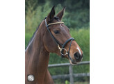 Bridle TRAINING with snap hook