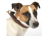 Collier pour chien surpique