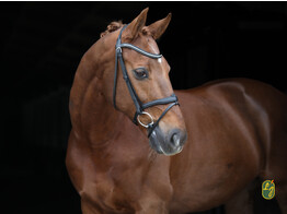 Bridle  Diamond  flash noseband