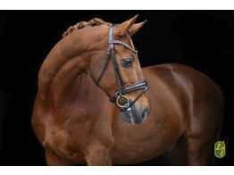 Bridle ROSE - rose gold buckles