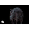 Browband BELGIUM