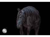 Browband BELGIUM