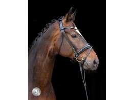 Bridon Limitee Frontal Stellux  montant plat.