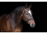 Bridle Limited browband Stellux rolled leather