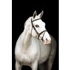 Bridle New Pro - ss buckles