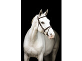 Bridle New Pro - ss buckles