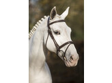 Bridle New Pro - ss buckles