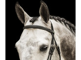 Bridle New Pro - ss buckles