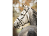 Bridle New Pro - ss buckles