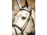 Bridle New Pro - ss buckles