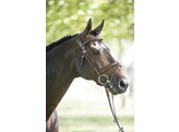 Bridle LEGENDARY