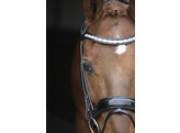 Bridle SARRA