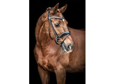 Bridle SARRA