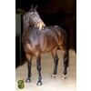 Bridle ROSADO cranck noseband - rose gold buckles