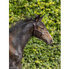 Headcollar MINI CRYSTAL - Shetland nut brown