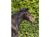 Headcollar MINI CRYSTAL - Shetland nut brown