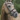 Bridle LEGACY / GOTHA - CS austrailian nut