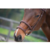 Bridon LEGEND / GOTHA