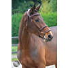 Bridon LEGEND / GOTHA