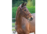 Bridon LEGEND / GOTHA